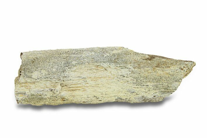 Dinosaur (Triceratops) Bone Section - Montana #287493